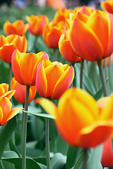 Image showing Some tulips