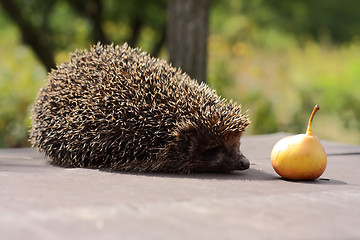 Image showing hedgehog and a pear