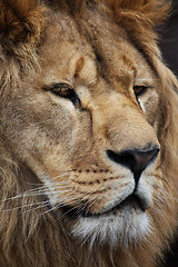Image showing Lion's portrait