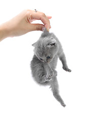 Image showing Girl holds little kitten