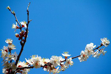 Image showing Flowering apricot