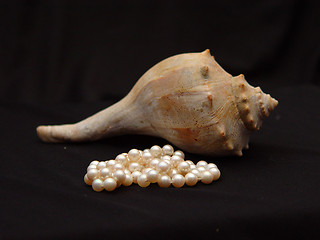 Image showing Conch Shell and Pearls