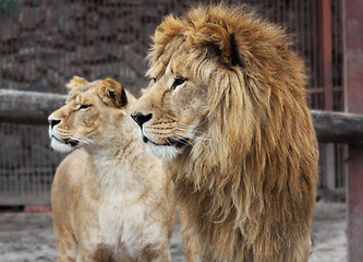 Image showing Lion family