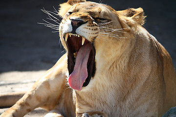 Image showing Lioness roaring
