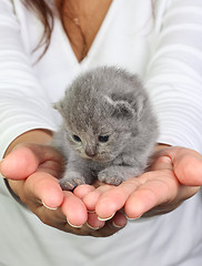 Image showing Little kitten in the hands