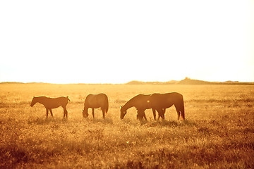 Image showing Some horses grazing