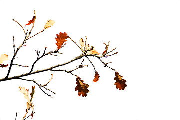 Image showing Some oak leafs on treeisolated on the white