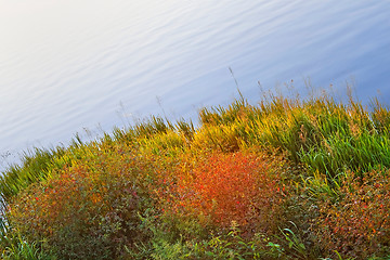 Image showing Colourful coastal plants