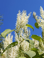 Image showing Plant with small white flowers