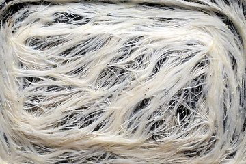 Image showing White roots