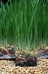 Image showing Growth wheat