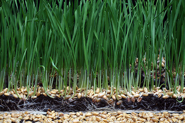 Image showing Growth wheat