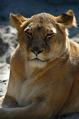 Image showing Closeup of female lion