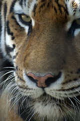 Image showing Tiger