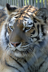 Image showing Tiger