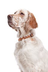 Image showing English Setter