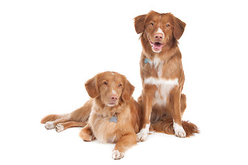 Image showing two Nova Scotia Duck Tolling Retriever dogs