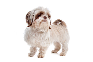 Image showing shih tzu