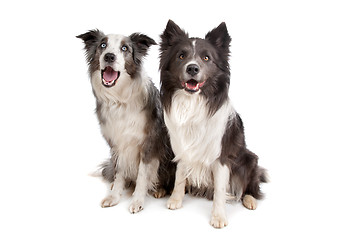 Image showing Border Collie and Australian Shepherd