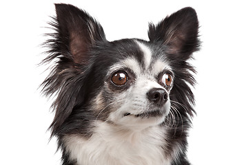 Image showing long-haired Chihuahua