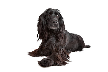 Image showing English Cocker Spaniel