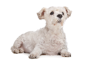 Image showing mixed breed dog