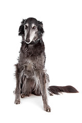 Image showing Silken windhound