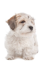 Image showing mix Maltese Puppy dog