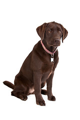 Image showing Chocolate Labrador