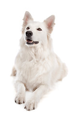 Image showing White Shepherd Dog