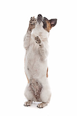 Image showing Jack Russel Terrier