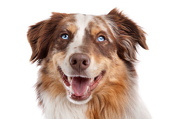 Image showing Australian Shepherd