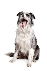 Image showing Border Collie