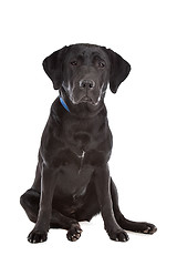 Image showing Black Labrador