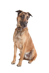 Image showing Belgian Shepherd Dog Malinois