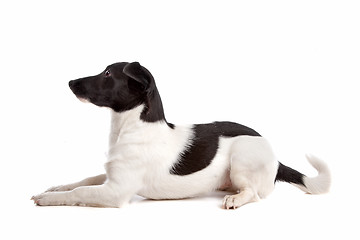 Image showing Jack Russel Terrier