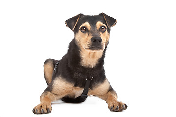 Image showing mixed breed dog