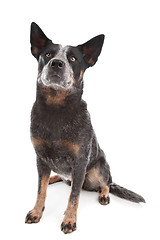 Image showing Australian Cattle Dog