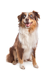 Image showing Australian Shepherd