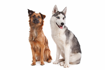 Image showing Siberian Husky puppy and mixed breed dog