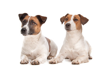 Image showing Jack Russel Terrier