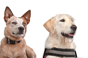 Image showing Labrador and Australian Cattle dog