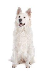 Image showing White Shepherd Dog