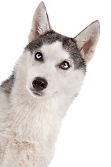 Image showing Siberian Husky puppy