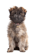 Image showing Pyrenean Shepherd puppy