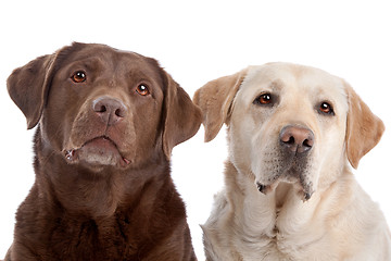 Image showing Yellow and chocolate Labrador