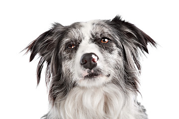 Image showing Border Collie