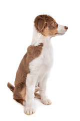 Image showing Australian Shepherd