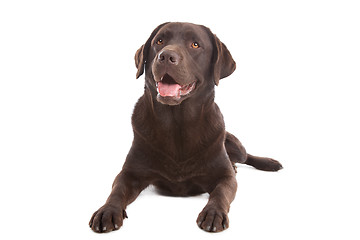 Image showing Chocolate Labrador