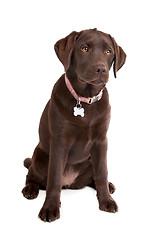 Image showing Chocolate Labrador